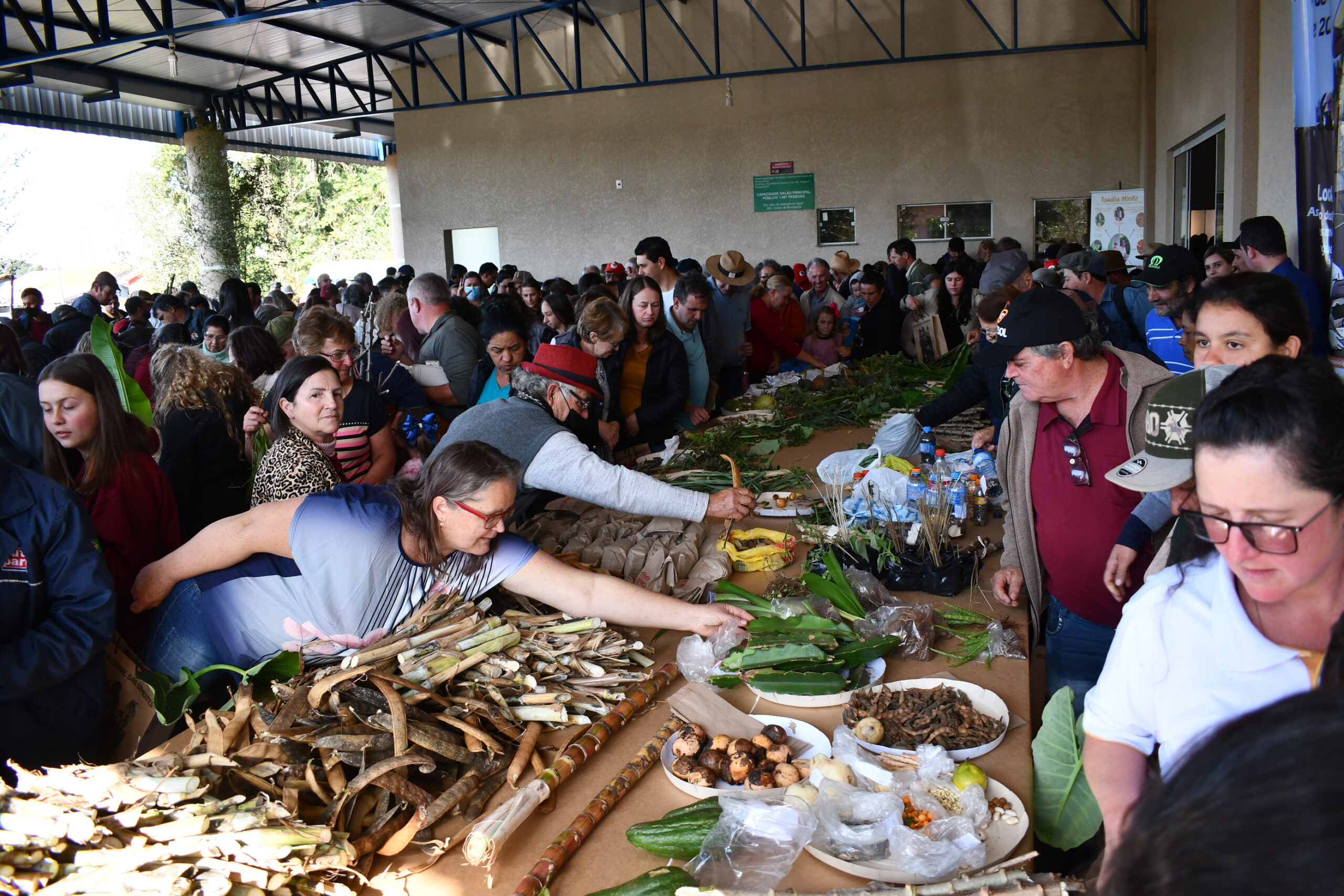 Biodiversidade e solidariedade na 17ª Festa das Sementes em Mangueirinha